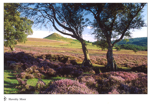 Hawnby Moor Postcards (NB: Large 7" x 5" Size)